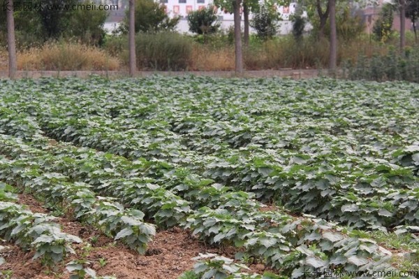 梓樹(shù)種子發(fā)芽出苗圖片