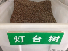 燈臺(tái)樹種子