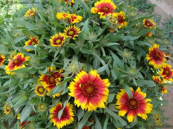 天人菊種子發芽出苗開花圖片