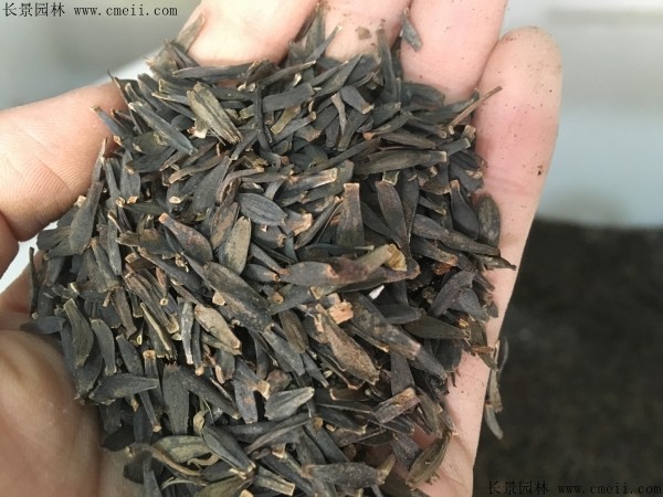 小麗花種子圖片 小麗花種子圖片