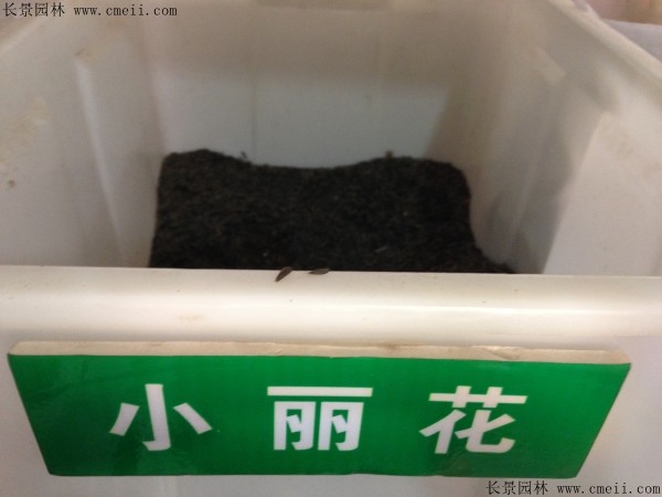 小麗花種子圖片 小麗花種子圖片