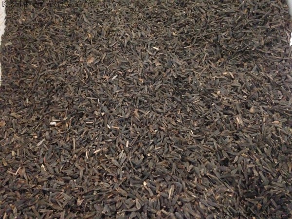 小麗花種子圖片 小麗花種子圖片