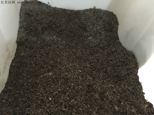 小麗花種子圖片 小麗花種子圖片