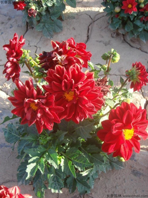 小麗花種子發芽出苗開花圖片 小麗花種子發芽出苗開花圖片