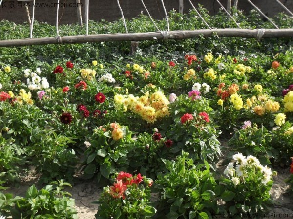 小麗花種子發芽出苗開花圖片 小麗花種子發芽出苗開花圖片