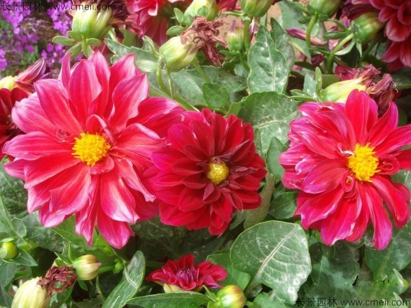 小麗花種子發芽出苗開花圖片 小麗花種子發芽出苗開花圖片