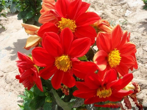 小麗花種子發芽出苗開花圖片 小麗花種子發芽出苗開花圖片