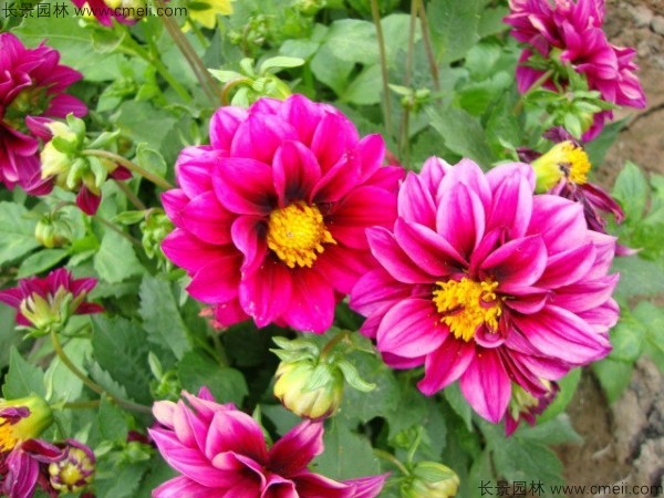 小麗花種子發芽出苗開花圖片 小麗花種子發芽出苗開花圖片