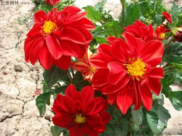 小麗花種子發芽出苗開花圖片 小麗花種子發芽出苗開花圖片