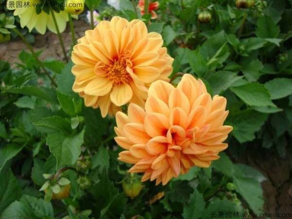 小麗花種子發芽出苗開花圖片 小麗花種子發芽出苗開花圖片