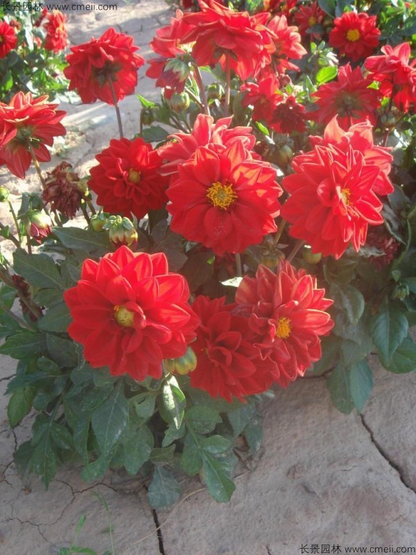 小麗花種子發芽出苗開花圖片 小麗花種子發芽出苗開花圖片