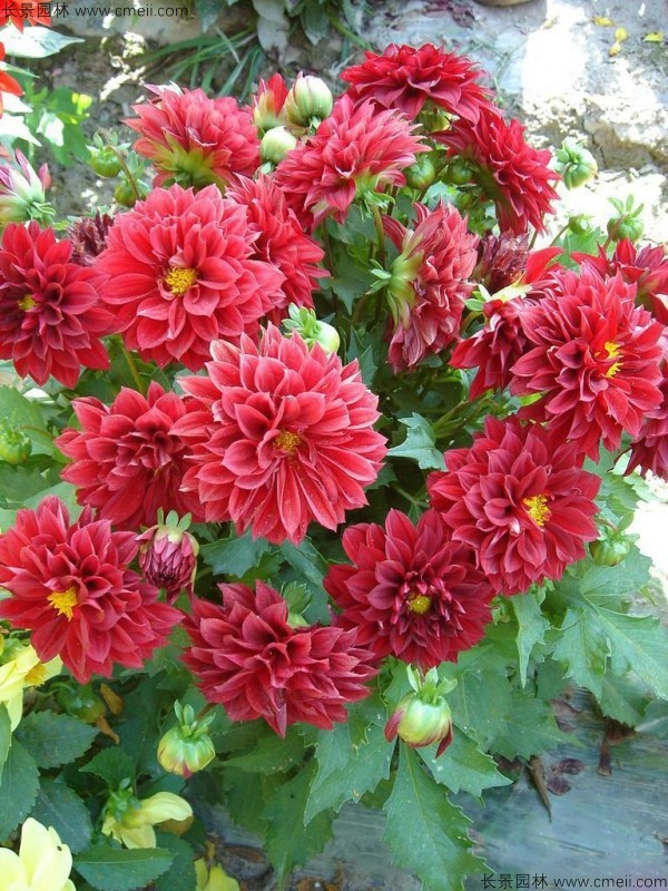 小麗花種子發芽出苗開花圖片 小麗花種子發芽出苗開花圖片