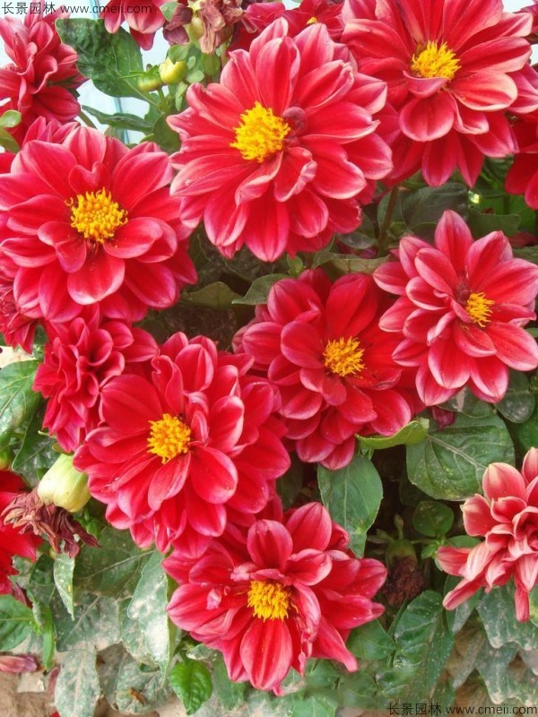 小麗花種子發芽出苗開花圖片 小麗花種子發芽出苗開花圖片