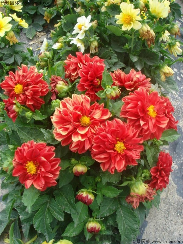 小麗花種子發芽出苗開花圖片 小麗花種子發芽出苗開花圖片