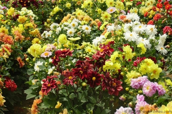 小麗花種子發芽出苗開花圖片 小麗花種子發芽出苗開花圖片