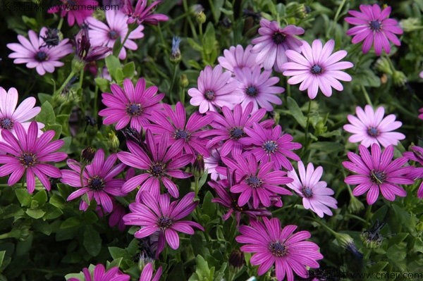 非洲萬壽菊 非洲萬壽菊