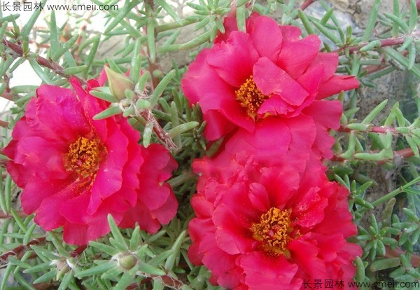 松葉牡丹 松葉牡丹