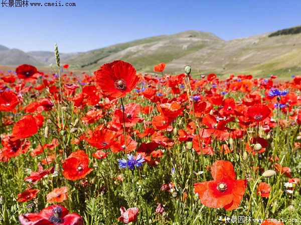 紅色虞美人 紅色虞美人