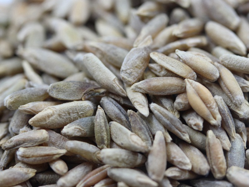 冬牧70黑麥草 冬牧70黑麥草