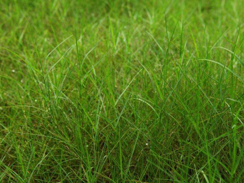 巴哈雀稗 巴哈雀稗