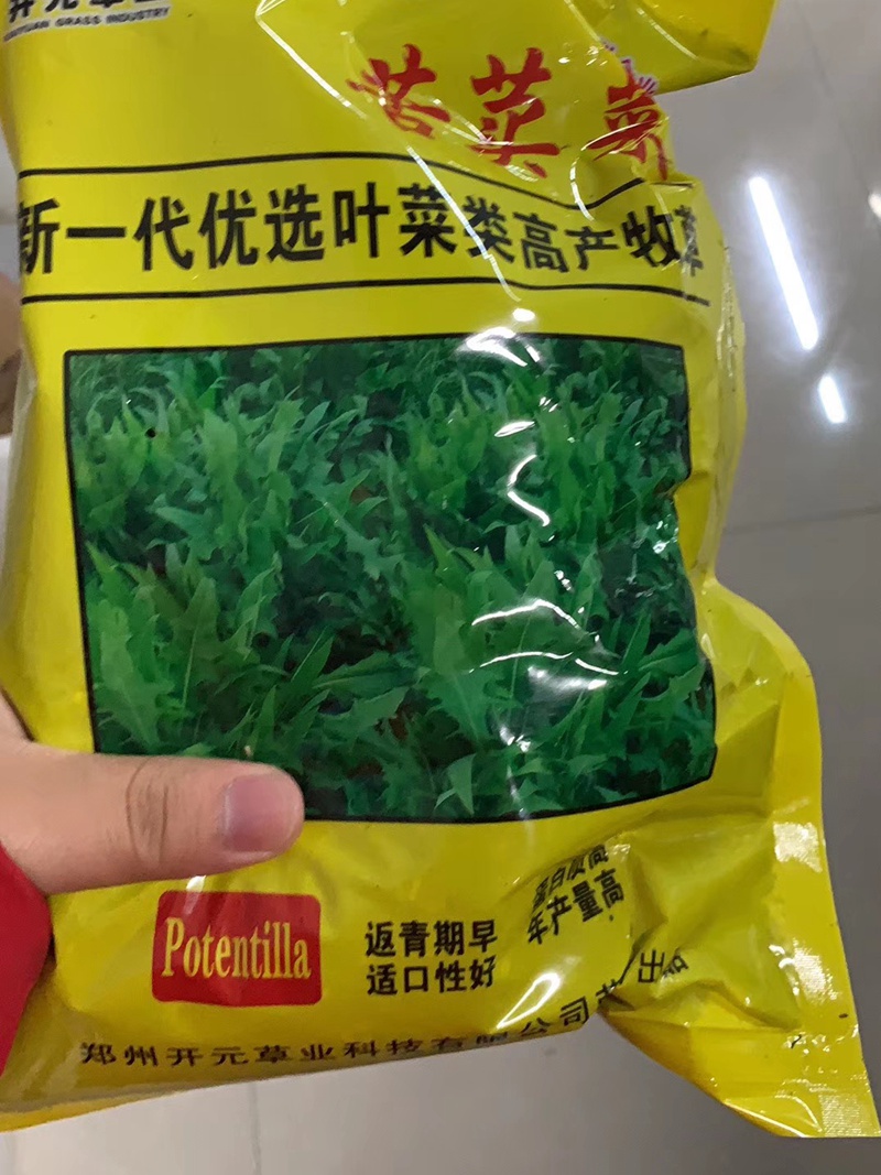 飼用苦荬菜種子 飼用苦荬菜種子