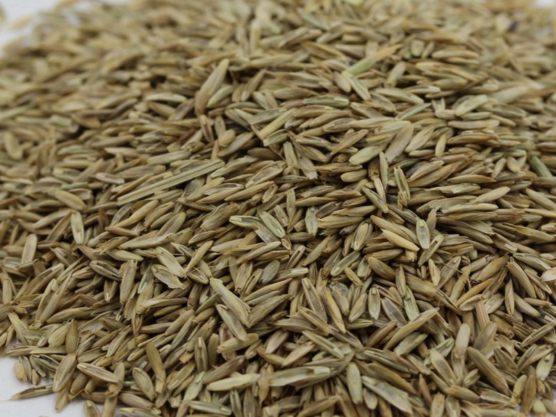 護(hù)坡高羊茅種子 護(hù)坡高羊茅種子