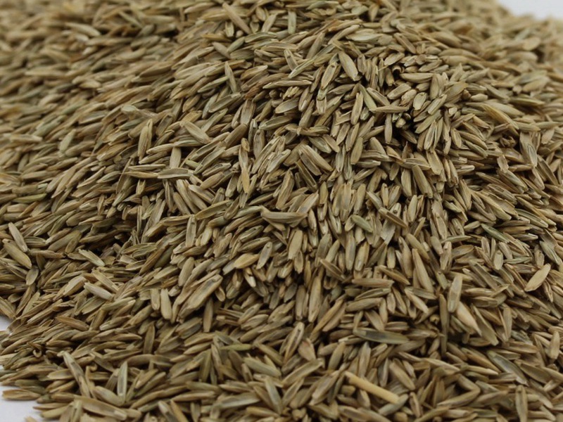 護坡多年生黑麥草種子 護坡多年生黑麥草種子