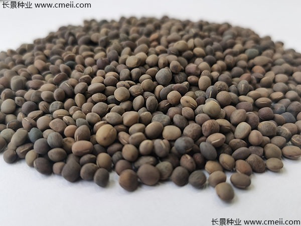 箭筈豌豆種子實(shí)拍圖片 箭筈豌豆種子實(shí)拍圖片