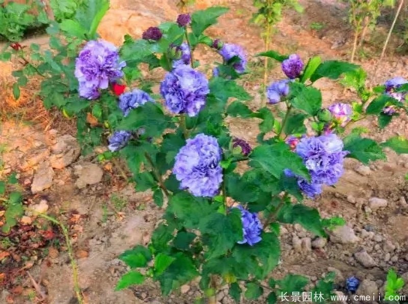 藍莓冰沙木槿 藍莓冰沙木槿