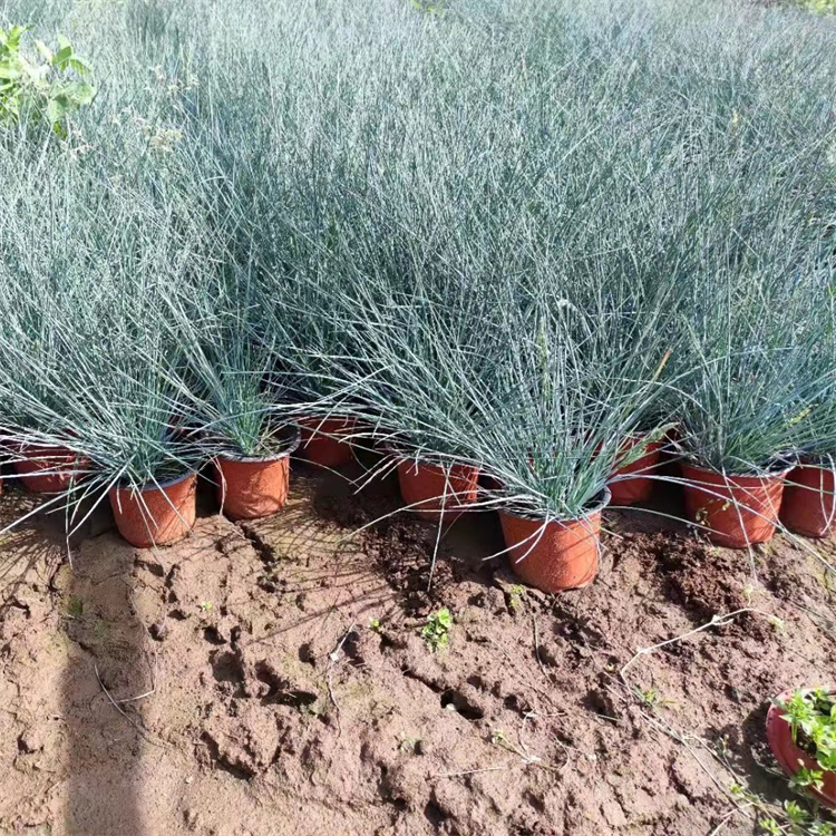 藍羊茅盆苗 藍羊茅盆苗
