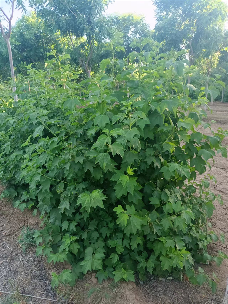 天目瓊花 天目瓊花