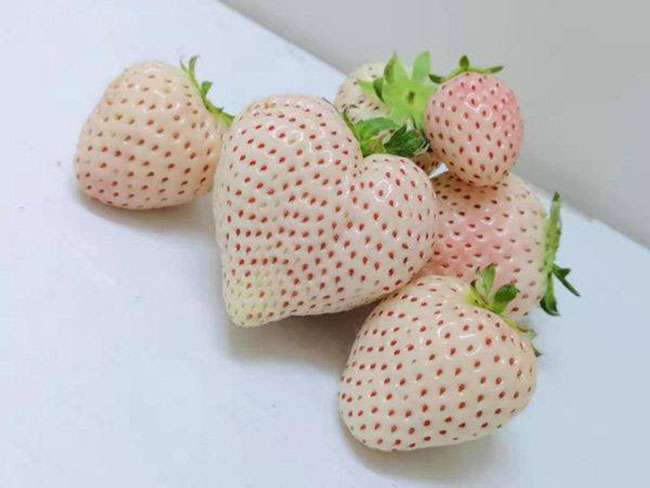 白草莓市場(chǎng)行情怎么樣？白草莓種植前景如何？