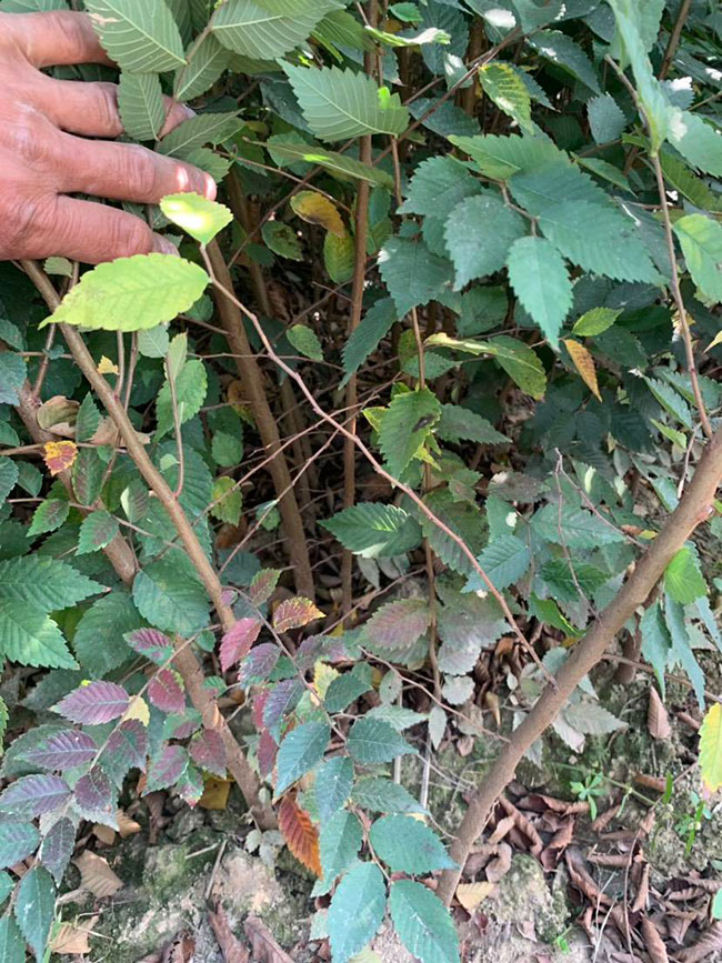 櫸樹是景區(qū)綠化中最常用園林植物,觀賞價值極高,經(jīng)常作為行道樹或者觀賞樹,也可以群植栽種成風(fēng)景。紅櫸樹抗污染能力十分強悍,不僅樹姿優(yōu)美,高大雄偉,還可以吸收有害氣體,抗風(fēng)能力強,不易伏倒。那么,紅櫸樹未來十年前景如何?紅櫸樹種植多久成才?下面我們一起來看看吧! 一、紅櫸樹未來十年前景如何? 1、觀賞 紅櫸樹生長快,樹干通直,樹姿優(yōu)美,枝葉繁茂,春季開花,秋季葉子會變成紅色,觀賞性極高。 2、綠化 紅櫸樹環(huán)境適應(yīng)能力強,栽植應(yīng)用廣泛,不僅可以綠化種植,還有不錯的抗污染、抗風(fēng)能力,可吸收有害氣體,改善空氣質(zhì)量,植株根深性,可以防風(fēng)固土,經(jīng)常用作護林帶樹種和水土保持樹種。 3、經(jīng)濟 紅櫸樹木材堅硬、有彈性、并且不會縮水,木材紋理清晰有光澤,可以用來制作很多家具和其他器具,經(jīng)濟價值很高。 4、前景 櫸樹的適應(yīng)能力強,栽植地區(qū)廣泛,發(fā)揮的綠化和生態(tài)價值比較明顯,經(jīng)常用作生態(tài)綠化樹種栽植在各大場所,產(chǎn)量和需求量都非常大,種植前景不錯。 二、紅櫸樹種植多久成才? 紅櫸樹分布地區(qū)廣,目前主要分布在廣東、廣西、貴州、云南、安徽、湖北、湖南等地,南方地區(qū)栽植廣泛。紅櫸樹幼苗生長稍慢,種植6—7年后開始轉(zhuǎn)快,樹體七八十年不衰退,百年大樹仍能正常結(jié)實。 三、2020紅櫸市場價格行情 南京市浦口區(qū)來云園藝場米徑15公分紅櫸1600元一棵; 江蘇 鎮(zhèn)江句容地之緣苗木基地米徑7公分紅櫸80元一棵; 宿遷宏洲園林綠化工程有限公司地徑2公分紅櫸10元一棵; 江蘇南京南京寶泉苗木苗圃場米徑4公分紅櫸28元一棵; 江蘇宿遷三葉園林植物有限公司米徑12公分紅櫸600元一棵。 以上就是關(guān)于紅櫸樹未來十年前景如何和紅櫸樹種植多久成才的相關(guān)介紹,不同地區(qū)不同規(guī)格的紅櫸樹價格不一樣,具體要以當?shù)匦星闉闇省R陨鲜侵袊揪W(wǎng)提供的紅櫸樹基地最新報價信息,關(guān)注花木網(wǎng)可獲得各產(chǎn)地商城實時報價,及時掌握苗木行情,做活苗木生意。 櫸樹是景區(qū)綠化中最常用園林植物,觀賞價值極高,經(jīng)常作為行道樹或者觀賞樹,也可以群植栽種成風(fēng)景。紅櫸樹抗污染能力十分強悍,不僅樹姿優(yōu)美,高大雄偉,還可以吸收有害氣體,抗風(fēng)能力強,不易伏倒。那么,紅櫸樹未來十年前景如何?紅櫸樹種植多久成才?下面我們一起來看看吧! 一、紅櫸樹未來十年前景如何? 1、觀賞 紅櫸樹生長快,樹干通直,樹姿優(yōu)美,枝葉繁茂,春季開花,秋季葉子會變成紅色,觀賞性極高。 2、綠化 紅櫸樹環(huán)境適應(yīng)能力強,栽植應(yīng)用廣泛,不僅可以綠化種植,還有不錯的抗污染、抗風(fēng)能力,可吸收有害氣體,改善空氣質(zhì)量,植株根深性,可以防風(fēng)固土,經(jīng)常用作護林帶樹種和水土保持樹種。 3、經(jīng)濟 紅櫸樹木材堅硬、有彈性、并且不會縮水,木材紋理清晰有光澤,可以用來制作很多家具和其他器具,經(jīng)濟價值很高。 4、前景 櫸樹的適應(yīng)能力強,栽植地區(qū)廣泛,發(fā)揮的綠化和生態(tài)價值比較明顯,經(jīng)常用作生態(tài)綠化樹種栽植在各大場所,產(chǎn)量和需求量都非常大,種植前景不錯。 二、紅櫸樹種植多久成才? 紅櫸樹分布地區(qū)廣,目前主要分布在廣東、廣西、貴州、云南、安徽、湖北、湖南等地,南方地區(qū)栽植廣泛。紅櫸樹幼苗生長稍慢,種植6—7年后開始轉(zhuǎn)快,樹體七八十年不衰退,百年大樹仍能正常結(jié)實。 三、2020紅櫸市場價格行情 南京市浦口區(qū)來云園藝場米徑15公分紅櫸1600元一棵; 江蘇 鎮(zhèn)江句容地之緣苗木基地米徑7公分紅櫸80元一棵; 宿遷宏洲園林綠化工程有限公司地徑2公分紅櫸10元一棵; 江蘇南京南京寶泉苗木苗圃場米徑4公分紅櫸28元一棵; 江蘇宿遷三葉園林植物有限公司米徑12公分紅櫸600元一棵。 以上就是關(guān)于紅櫸樹未來十年前景如何和紅櫸樹種植多久成才的相關(guān)介紹,不同地區(qū)不同規(guī)格的紅櫸樹價格不一樣,具體要以當?shù)匦星闉闇省R陨鲜侵袊揪W(wǎng)提供的紅櫸樹基地最新報價信息,關(guān)注花木網(wǎng)可獲得各產(chǎn)地商城實時報價,及時掌握苗木行情,做活苗木生意。