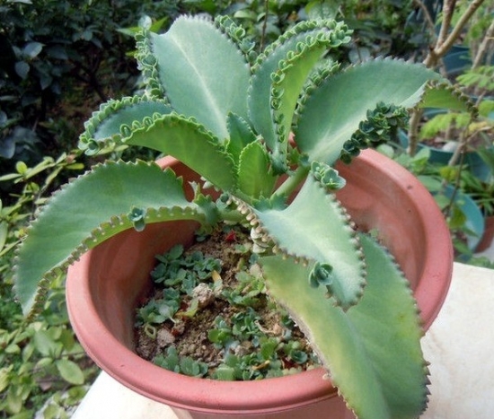 超好養活的落地生根