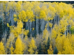 白楊樹的葉子像什么樣子