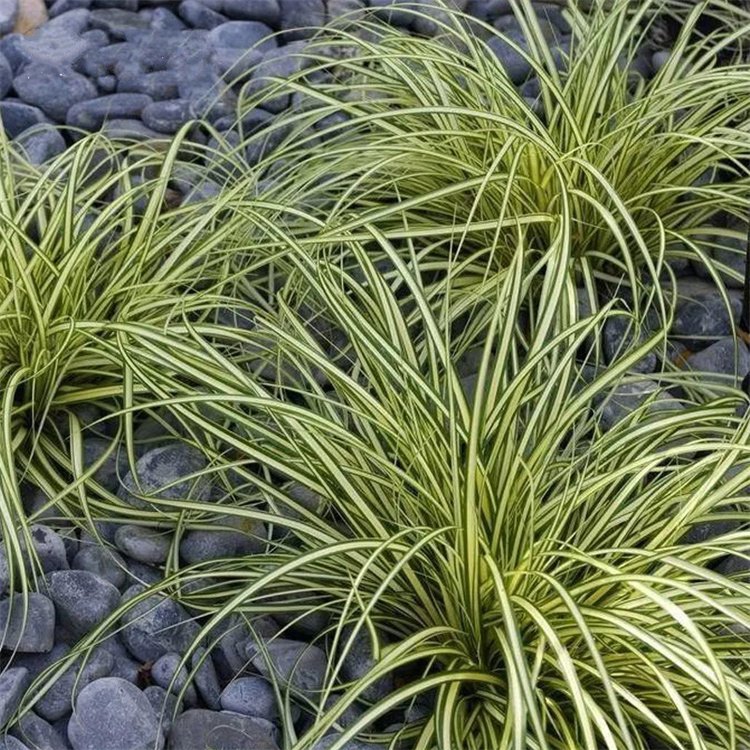 金葉苔草 來(lái)自長(zhǎng)景園林 金葉苔草 來(lái)自長(zhǎng)景園林